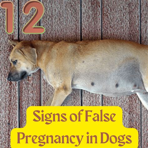 12 Signs of False Pregnancy in Dogs